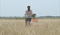 Aadukalam Picture