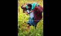 Bodinayakanur Ganesan Picture