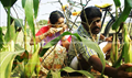 Azhagar Samiyin Kuthirai Picture
