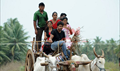 Kodi punju Picture