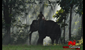 Kumki Picture