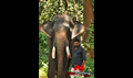 Kumki Picture