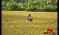 Kumki Picture