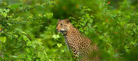Learn wildlife photography at Shutterbug 2013 