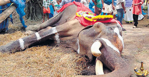 Actor Jayarams elephant dies