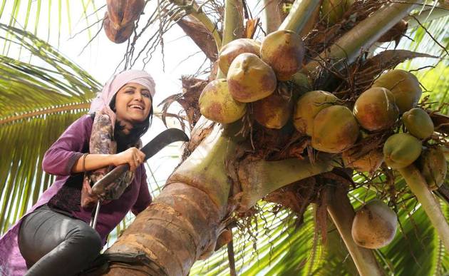 Mamta Mohandas climbs coconut tree