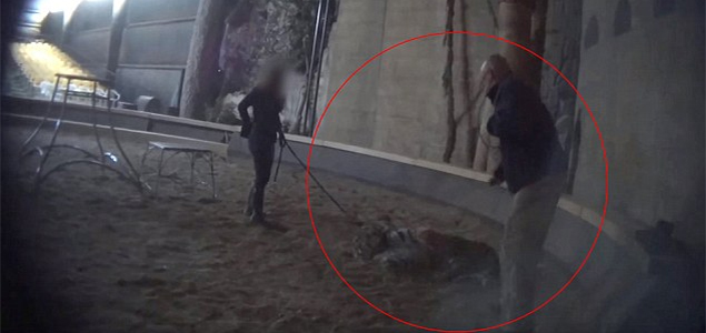 Life of Pi animal trainer caught on video whipping tiger