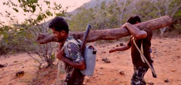 Film on Red Sander shoot out