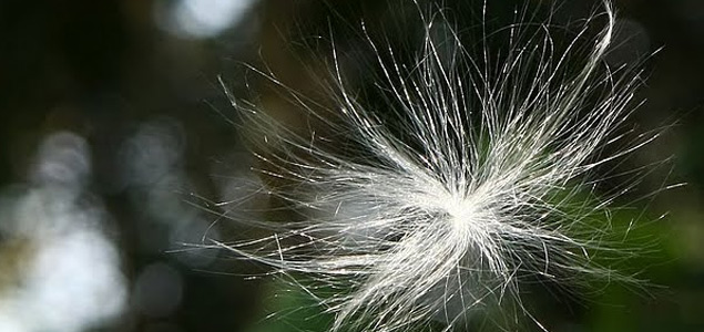 Appoppanthadi getting ready