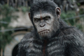 Dawn of the Planet of the Apes Photo 2