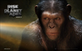 Dawn of the Planet of the Apes Wallpaper 1