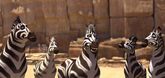 Trailer - Khumba Video