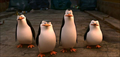 Penguins of Madagascar Photo 4