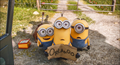 Minions Photo 3