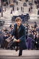 Fantastic Beasts And Where To Find Them Photo 1