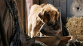 A Dog's Purpose Photo 2