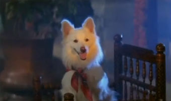 Bollywoods Animal Heroes...
